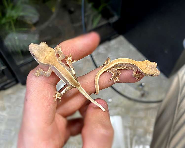 Lilly White Crested Gecko - Juvenile